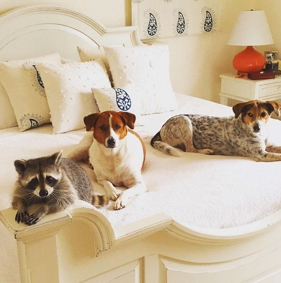 Co za SZOPKA! Szop myśli, że jest psem! (FOTO)