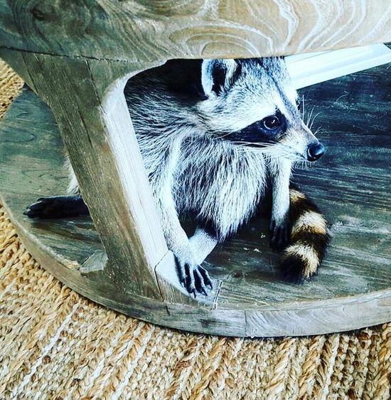 Co za SZOPKA! Szop myśli, że jest psem! (FOTO)