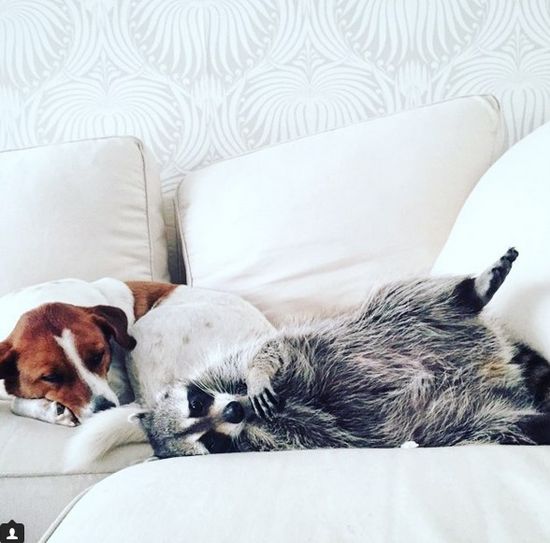 Co za SZOPKA! Szop myśli, że jest psem! (FOTO)