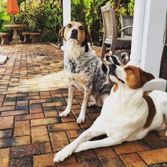 Co za SZOPKA! Szop myśli, że jest psem! (FOTO)