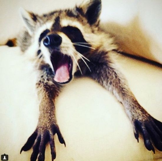 Co za SZOPKA! Szop myśli, że jest psem! (FOTO)