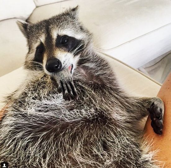 Co za SZOPKA! Szop myśli, że jest psem! (FOTO)