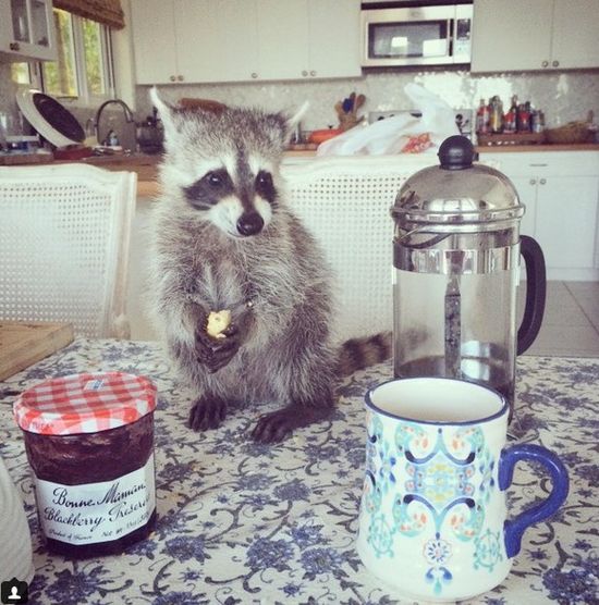 Co za SZOPKA! Szop myśli, że jest psem! (FOTO)