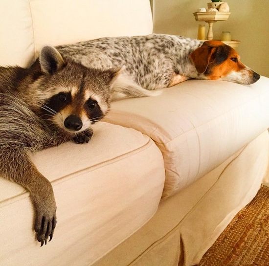 Co za SZOPKA! Szop myśli, że jest psem! (FOTO)