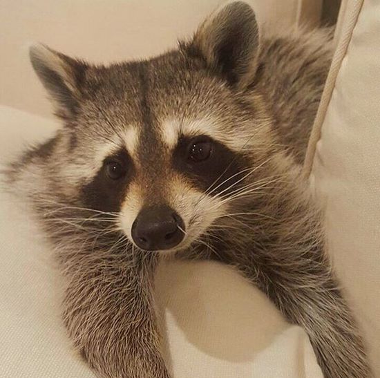 Co za SZOPKA! Szop myśli, że jest psem! (FOTO)