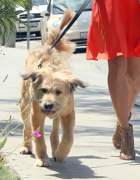 Kto chodzi na spacery z takim psiakiem? (FOTO)