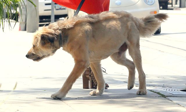 Kto chodzi na spacery z takim psiakiem? (FOTO)
