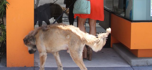 Kto chodzi na spacery z takim psiakiem? (FOTO)