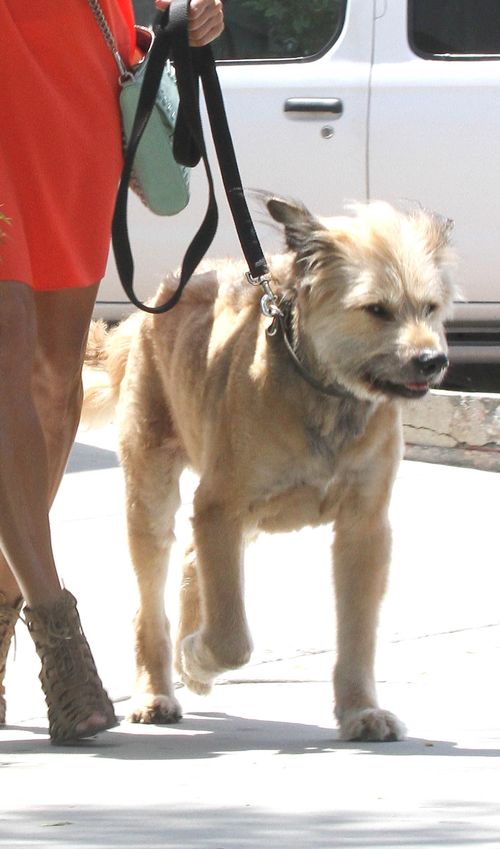 Kto chodzi na spacery z takim psiakiem? (FOTO)