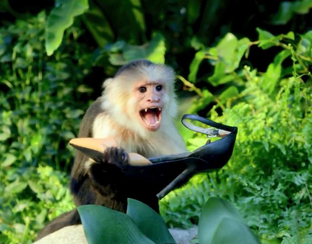 Już jest teledysk do Roar Katy Perry (VIDEO)  