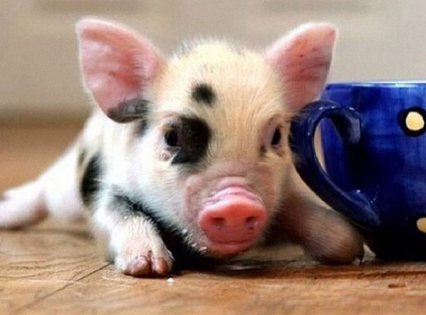 Tom Daley pozuje ze... świnką (FOTO) Tom Daley pozuje ze... świnką (FOTO)