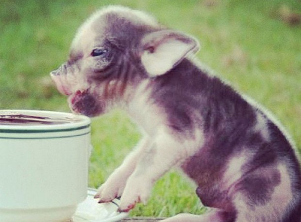 Tom Daley pozuje ze... świnką (FOTO) Tom Daley pozuje ze... świnką (FOTO)