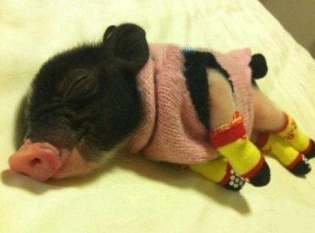 Tom Daley pozuje ze... świnką (FOTO) Tom Daley pozuje ze... świnką (FOTO)