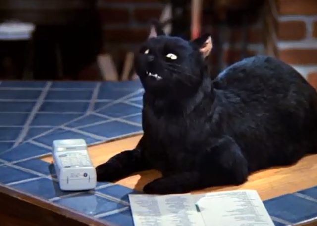 Melissa Joan Hart znienawidziła koty przez Salema Melissa Joan Hart znienawidziła koty przez Salema