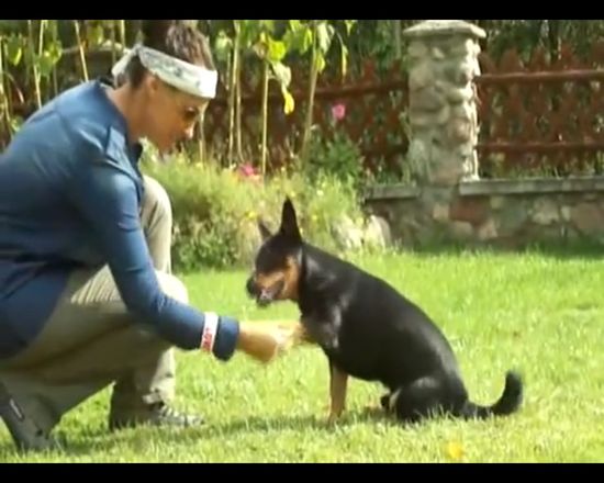 Zobaczcie, jak Sara May wyszkoliła swojego psa! VIDEO