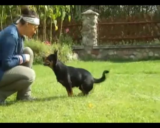 Zobaczcie, jak Sara May wyszkoliła swojego psa! VIDEO