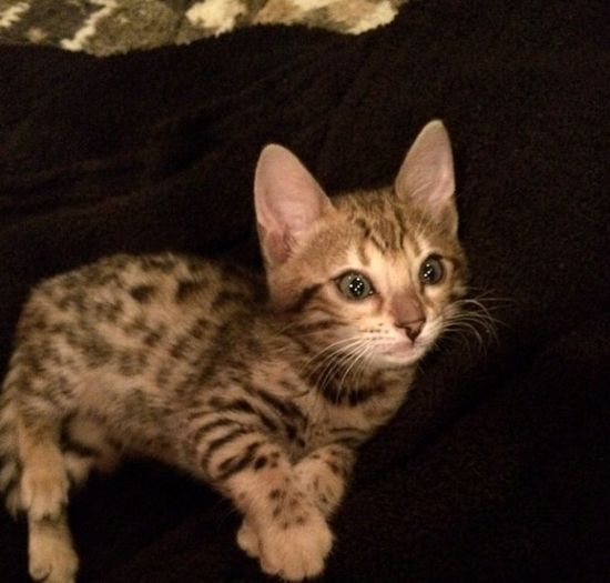 Kourtney Kardashian ma kota za 25 000 dolarów! (FOTO)  