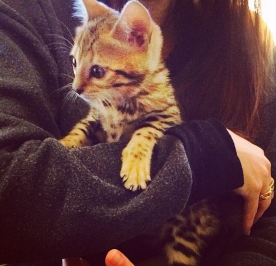 Kourtney Kardashian ma kota za 25 000 dolarów! (FOTO)  