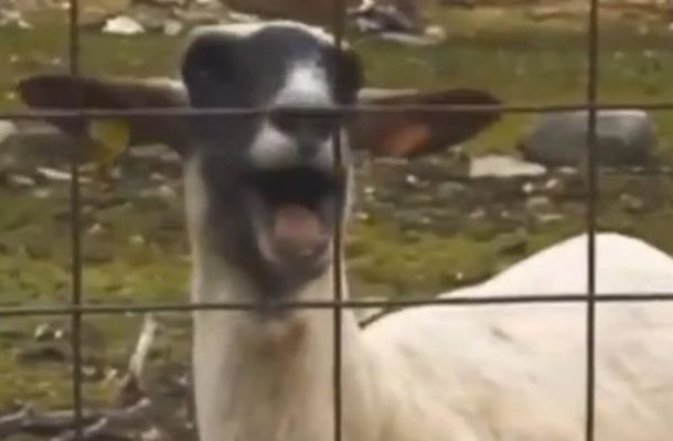 Śpiewająca koza robi karierę na YouTube (VIDEO)