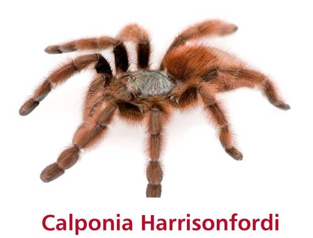 Rzeczy, których nie wiecie o Harrisonie Fordzie