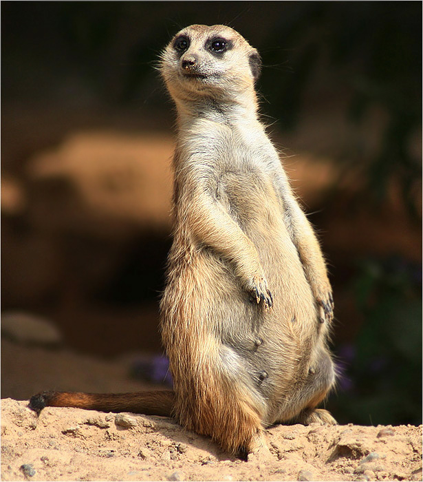 Karolak o Kinie: ...to mu je*ne że sie gnój nie pozbiera