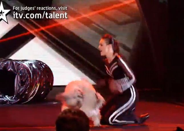 Tańczący pies zarobi miliony? (WIDEO)