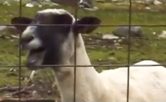 Nowy hit Internetu: Taylor Swift sparodiowana przez kozę! Nowy hit Internetu: Taylor Swift sparodiowana przez kozę!