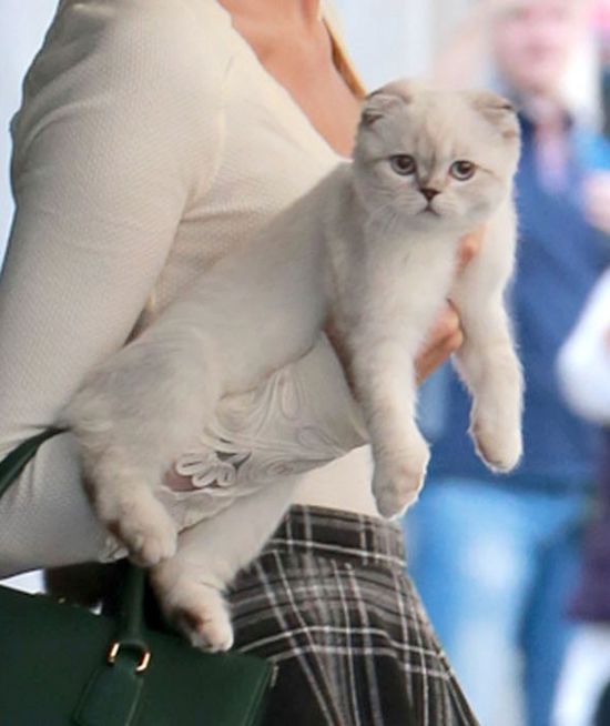 Przez kota do serca - Drake to dobry strateg