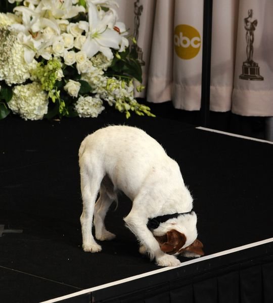 Zdechł Uggie - pierwszy pies zaproszony na Oscary Zdechł Uggie - pierwszy pies zaproszony na Oscary