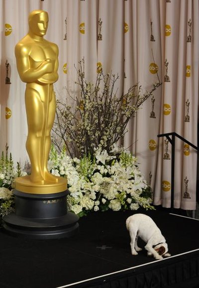 Zdechł Uggie - pierwszy pies zaproszony na Oscary