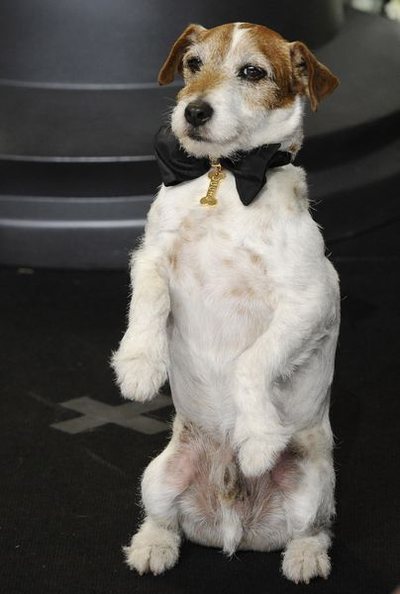 Zdechł Uggie - pierwszy pies zaproszony na Oscary Zdechł Uggie - pierwszy pies zaproszony na Oscary