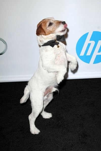 Zdechł Uggie - pierwszy pies zaproszony na Oscary Zdechł Uggie - pierwszy pies zaproszony na Oscary