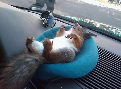 Wzruszająca historia.. wiewiórki znalezionej przez żołnierza