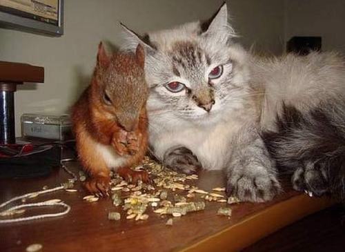 Wzruszająca historia.. wiewiórki znalezionej przez żołnierza