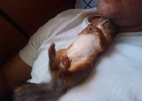 Wzruszająca historia.. wiewiórki znalezionej przez żołnierza