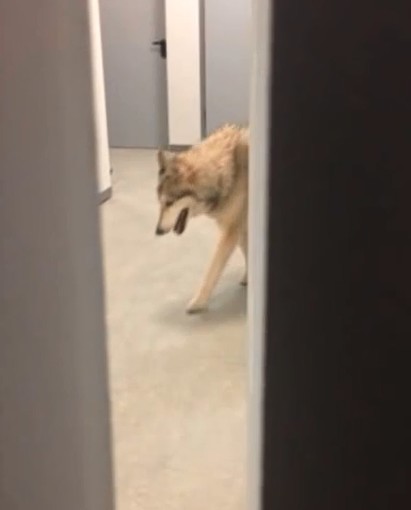 W Soczi po hotelu przechadza się wilk... (FOTO)