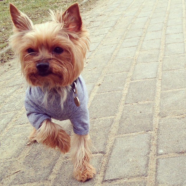 Psy Wolińskiego noszą ciuchy od Barka Jacobsa (FOTO) Psy Wolińskiego noszą ciuchy od Barka Jacobsa (FOTO)