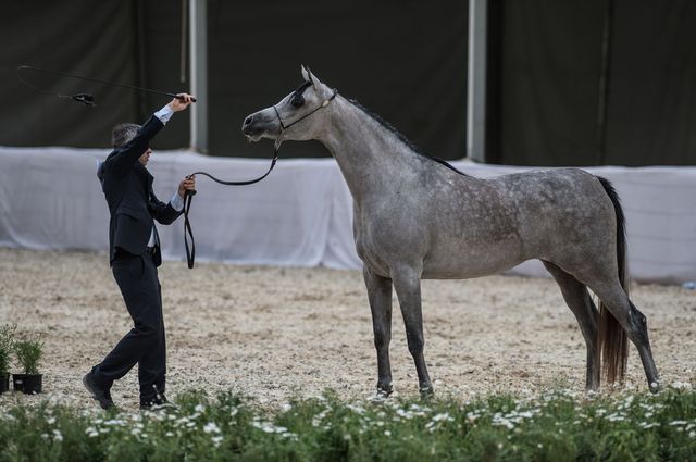 Rzeczpospolita: Ktoś TRUJE konie z Janowa?! Rzeczpospolita: Ktoś TRUJE konie z Janowa?!