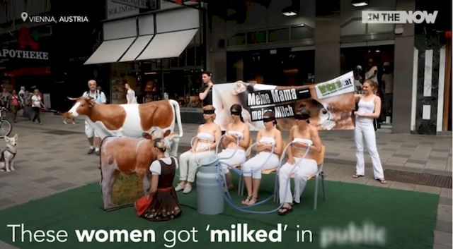 Wegańskie aktywistki protestują przeciwko DOJENIU krów... w obrzydliwy sposób!