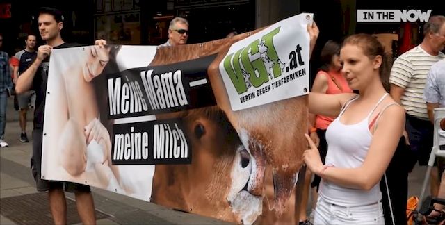 Wegańskie aktywistki protestują przeciwko DOJENIU krów... w obrzydliwy sposób!