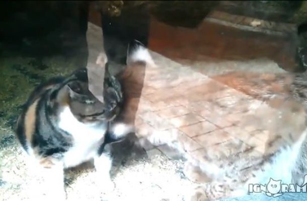 Ten kot zaprzyjaźnił się z rysiem! (VIDEO)
