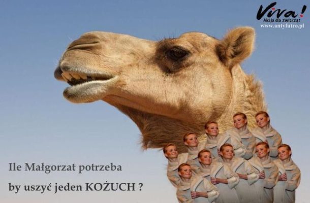 Wielbłąd w kożuchu z Małgorzat Kożuchowskich (FOTO)