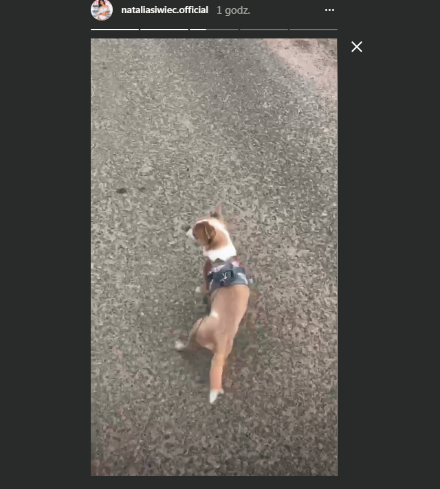 Siwiec na spacerze z Mią, psem i wózkiem drogim jak TOREBKA Tadli Siwiec na spacerze z Mią, psem i wózkiem drogim jak TOREBKA Tadli