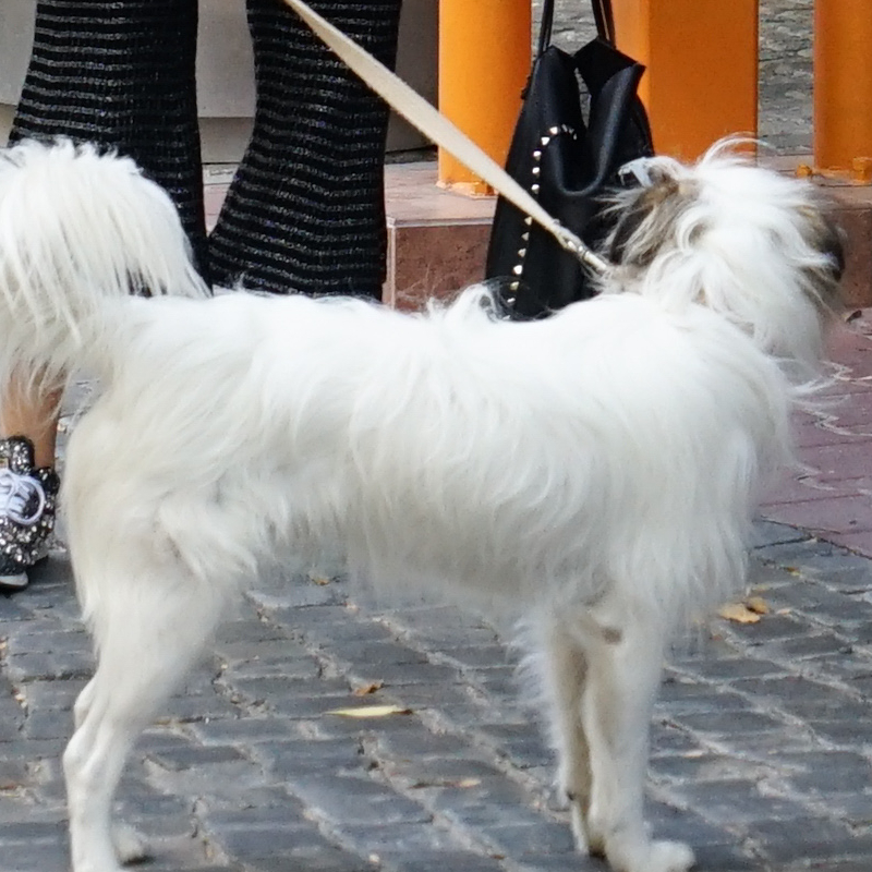 Zmęczona Gessler z psami całuje syna pod studiem DD TVN