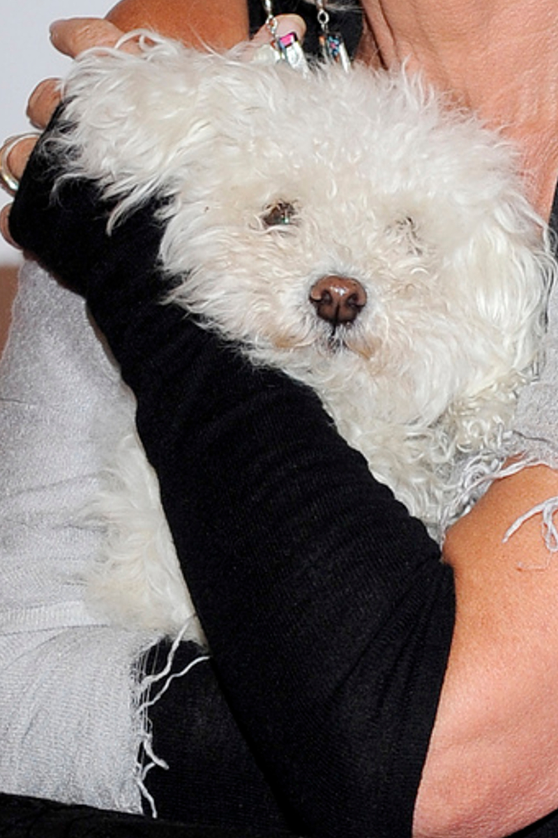 Suczka Ramona tęskni za Korą! Nie chce jeść Suczka Ramona tęskni za Korą! Nie chce jeść