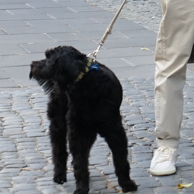 Zmęczona Gessler z psami całuje syna pod studiem DD TVN