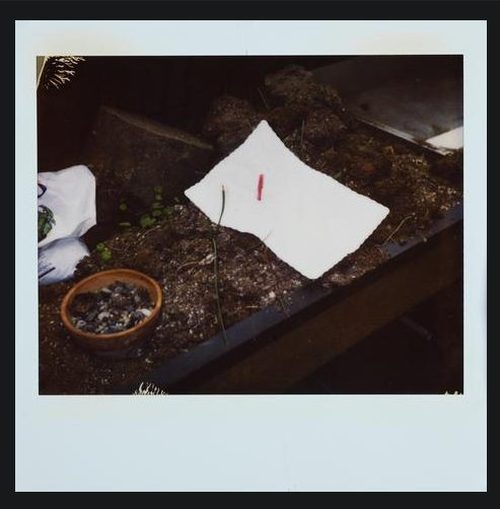 Niepublikowane zdjęcia z miejsca, gdzie znaleziono Cobaina