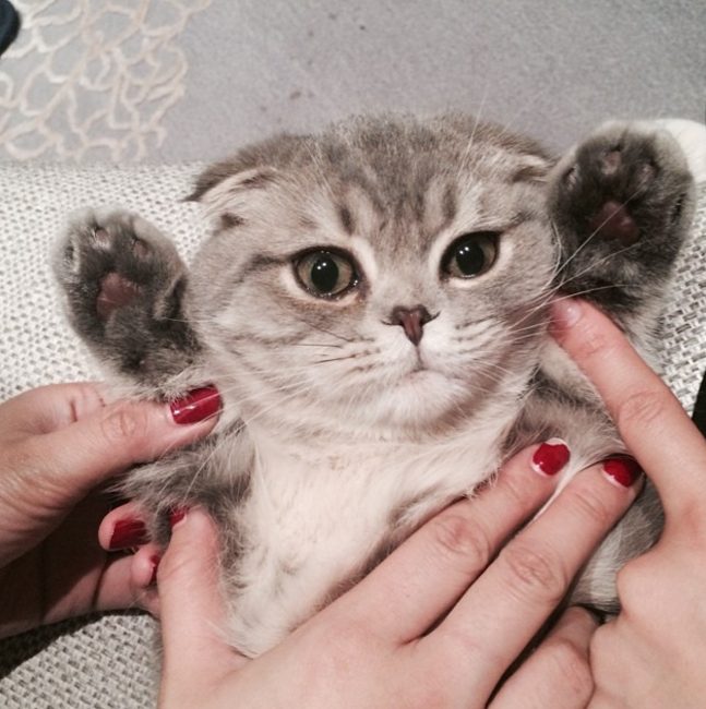 Angelababy - modelka z Hong Kongu podbija internet