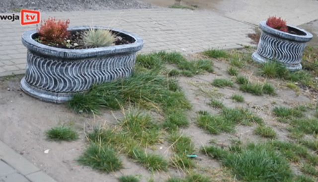 Kto nocą kradnie rośliny z klombów? (VIDEO)