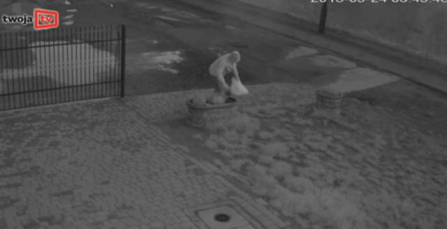 Kto nocą kradnie rośliny z klombów? (VIDEO)